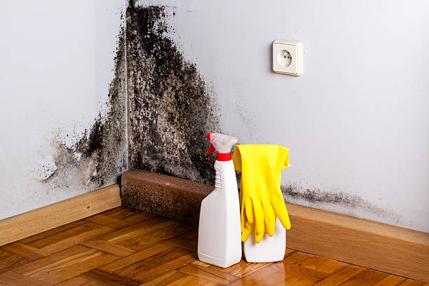 Mold Removal and Inspection